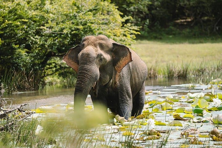 Morning Private Elephant Safari at Udawalawe National Park photo 1