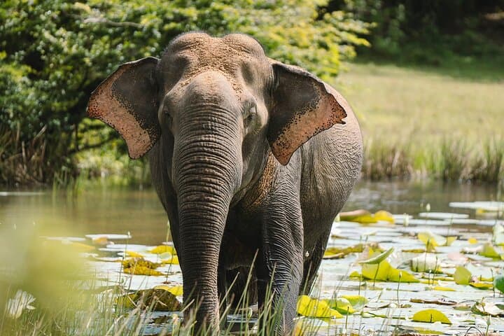 Evening Private Safari at Udawalawe National Park: Close-Up Elephant Encounters