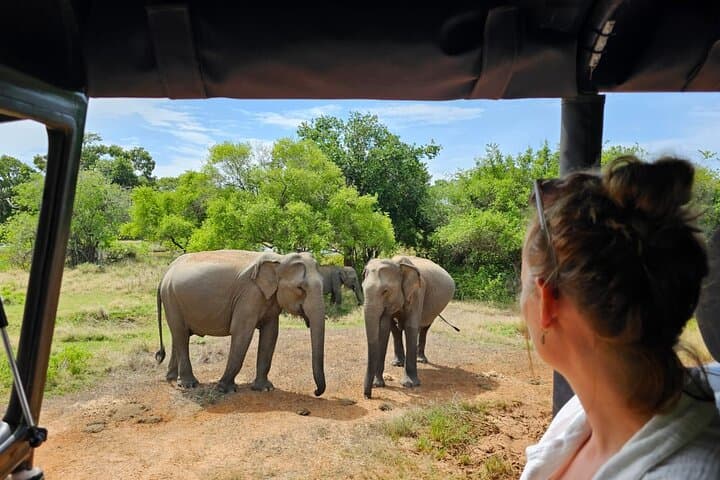 Evening Private Jeep Safari at Udawalawe National Park – Close-Up Elephant Encounters photo 1