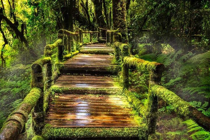 Full-Day Doi Inthanon National Park Tour from Chiang Mai photo 5