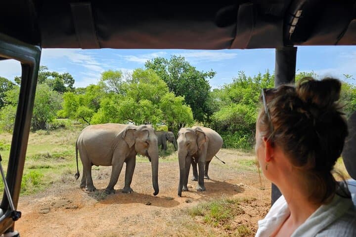 Evening Private Safari at Udawalawe National Park: Close-Up Elephant Encounters photo 5