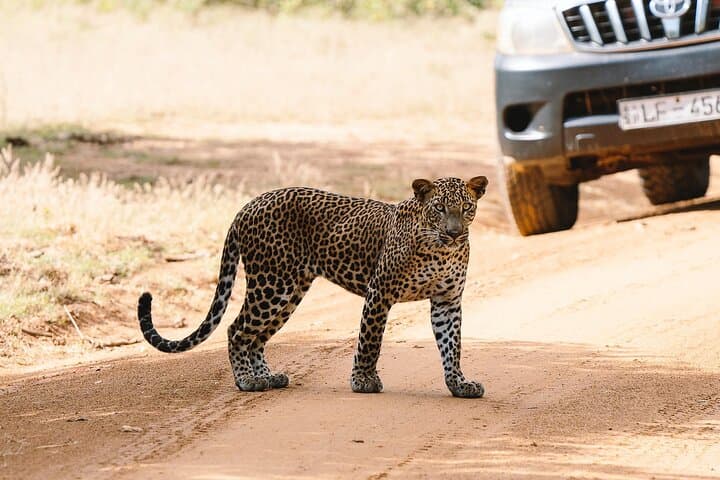 Full-Day Private Safari in Yala National Park — Leopard & Elephant Viewing photo 3
