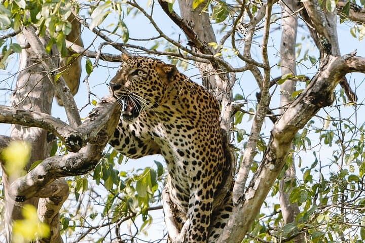 Full-Day Private Safari in Yala National Park — Leopard & Elephant Viewing photo 6