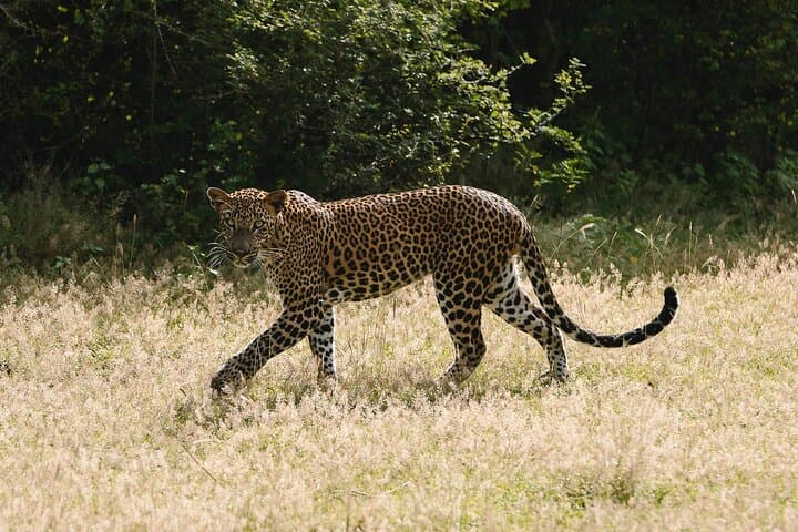 Full-Day Private Safari in Yala National Park — Leopard & Elephant Viewing photo 5