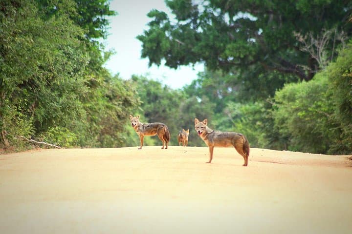 Yala National Park Full-Day Safari — High Chances to See Leopards & Elephants photo 3