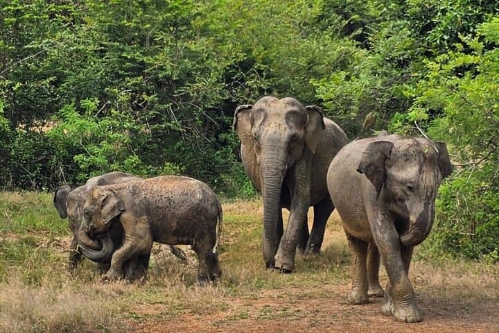 Morning Safari in Yala National Park — 7-Hour Leopard & Elephant Viewing photo 6