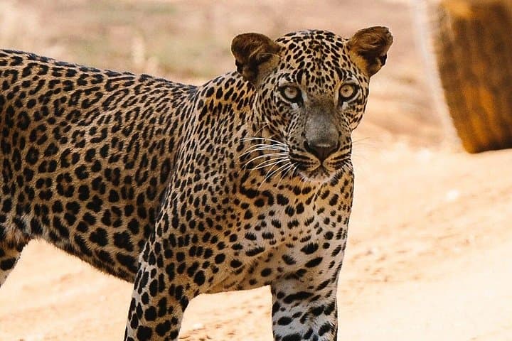 Yala Morning Private Safari: 7-Hour Game Drive for Leopards & Elephants photo 2