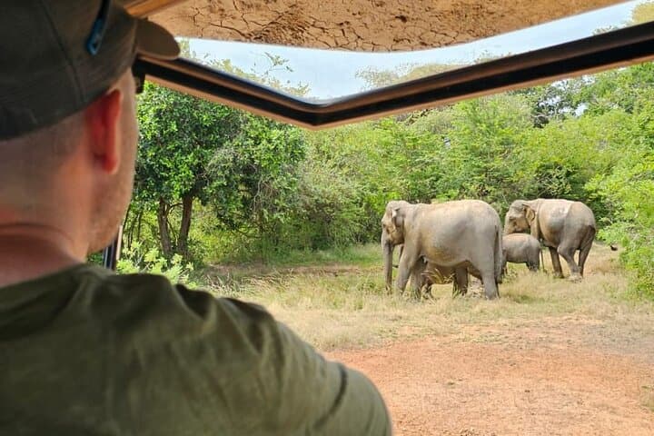 Evening Private Safari at Udawalawe National Park: Close-Up Elephant Encounters photo 6