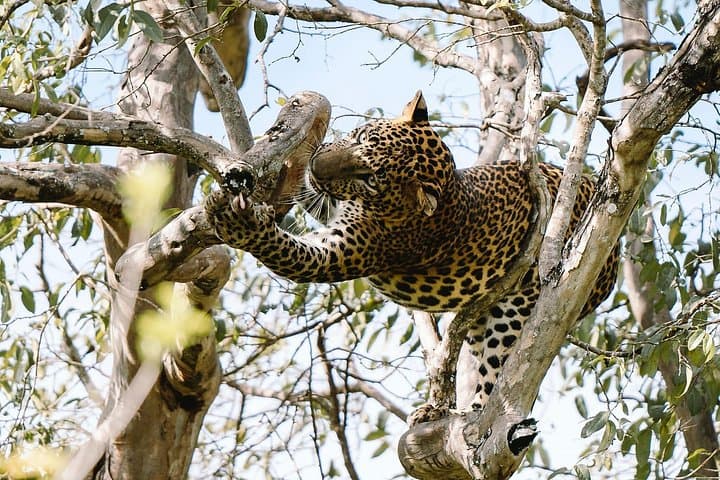 Evening Private Safari at Yala National Park — Best Chance to See Leopards & Elephants photo 4