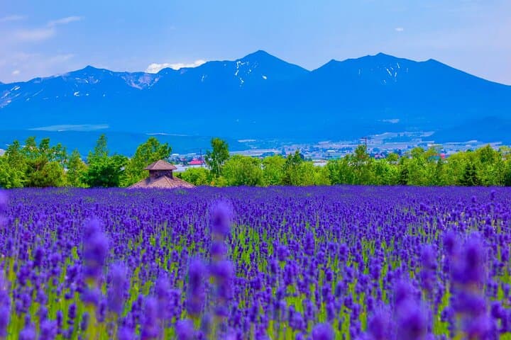 Furano Private Half-Day Custom Tour: Lavender Fields, Cheese & Local Sights photo 4