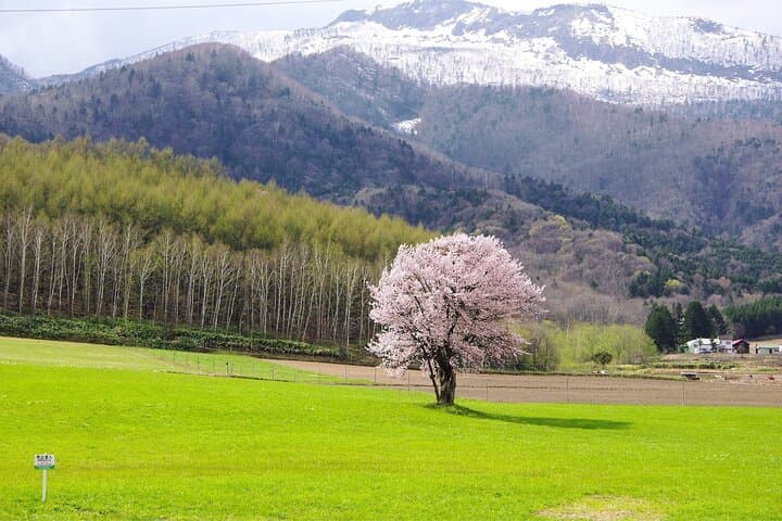 Furano Private Half-Day Custom Tour: Lavender Fields, Cheese & Local Sights photo 5