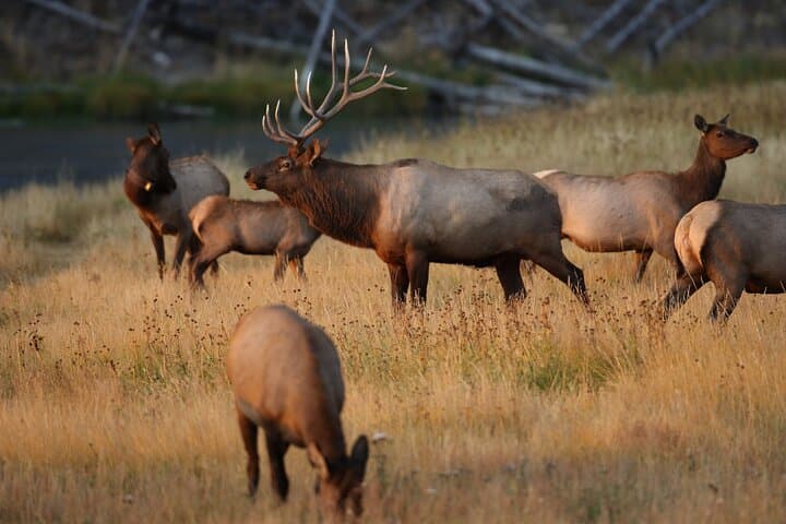 Private Yellowstone Day Tour — Hayden Valley, Old Faithful & Grand Canyon Highlights