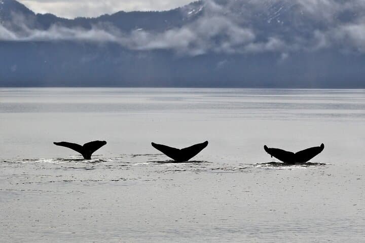 Resurrection Bay Wildlife Cruise — Half-Day Boat Tour from Seward photo 5