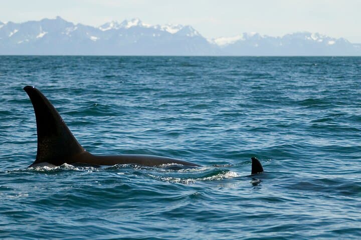 Resurrection Bay Wildlife Cruise — Half-Day Boat Tour from Seward photo 4