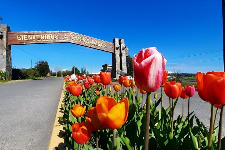 Between Lakes: Entre Lagos, Puerto Octay, Lake Rupanco and Puyehue Day Tour