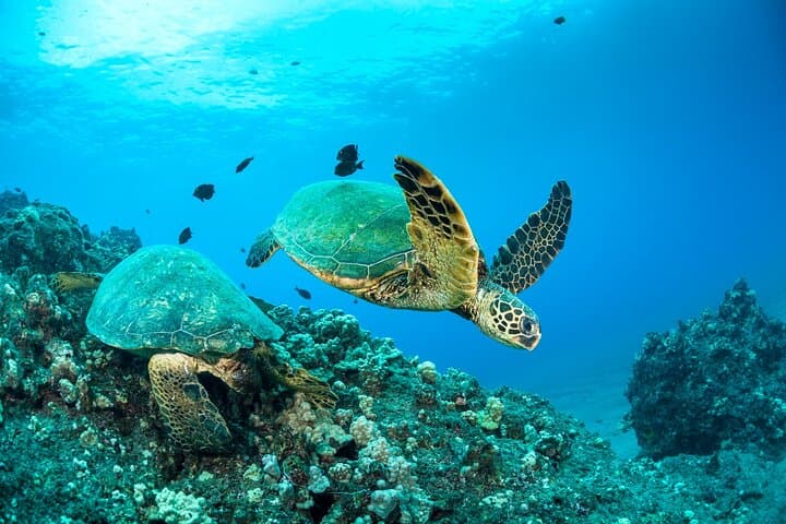 Afternoon Snorkel at Coral Gardens on Four Winds — Maalaea Harbor to Molokini photo 2