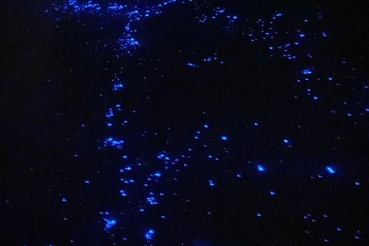 Night Swim with Bioluminescence in Holbox: Guided Tour to Punta Cocos photo 4