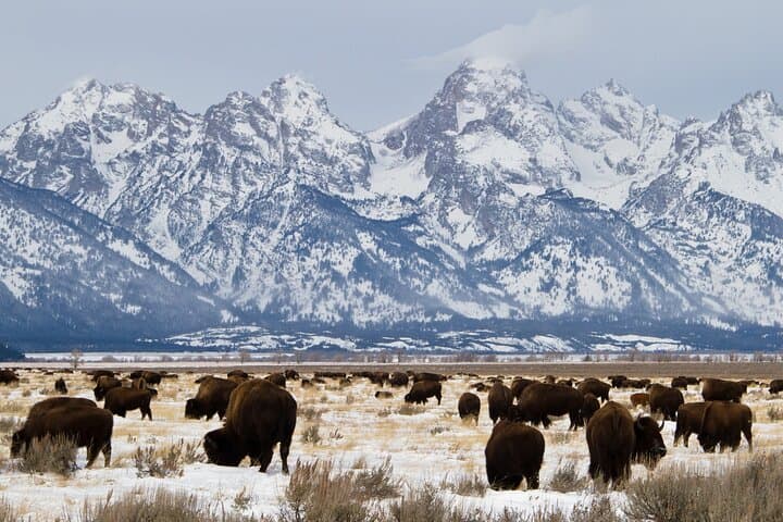 Private Grand Teton National Park Tour — Oxbow Bend, Elk Refuge & Scenic Stops photo 5