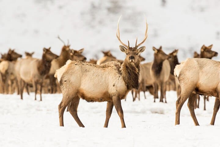 Private Grand Teton National Park Tour — Oxbow Bend, Elk Refuge & Scenic Stops photo 6