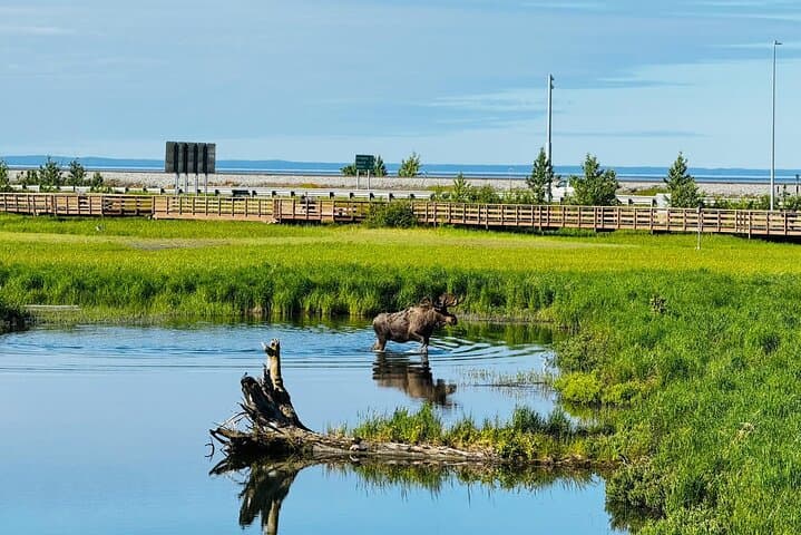 Exploring Alaska’s Wild Edge: Whittier to Anchorage Land Transfer Tour with AWCC photo 6