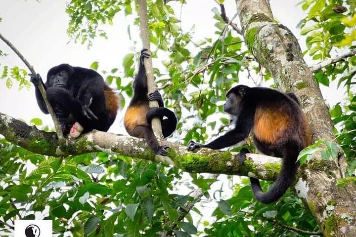 Birdwatching at Monte Alto Reserve: Nosara's Low-Mountain Hiking Tour photo 4