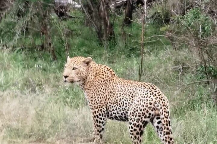 Lesedi Cultural Village and Pilanesberg Safari: 2-Day Cultural & Wildlife Escape from Johannesburg photo 4
