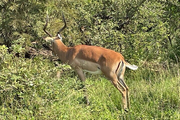 Lesedi Cultural Village and Pilanesberg Safari: 2-Day Cultural & Wildlife Escape from Johannesburg photo 5
