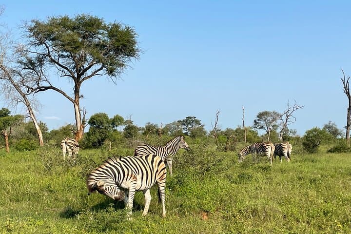 2-Day Kruger National Park Safari: Big Five Game Drives & Guided Bushwalks photo 5