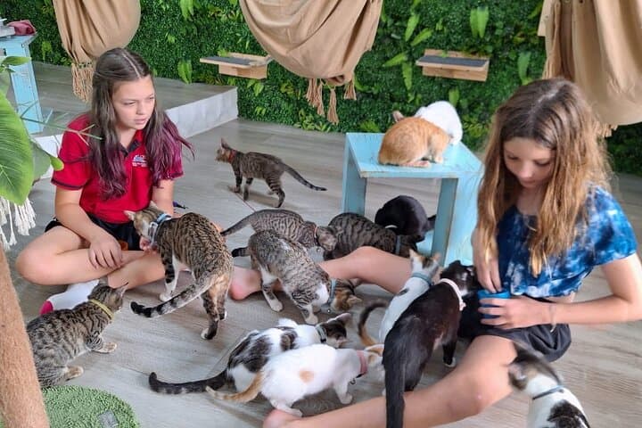 Playa Conchal Kitty Cat Cuddle Session — 90-Min Cat Café Visit in Guanacaste photo 2