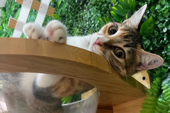 Playa Conchal Kitty Cat Cuddle Session — 90-Min Cat Café Visit in Guanacaste photo 3