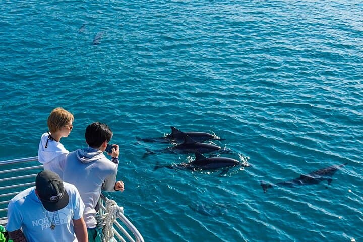 Oahu Dolphin Watch Cruise with Waterslide & Snorkeling — Makaha Marine Adventure photo 4