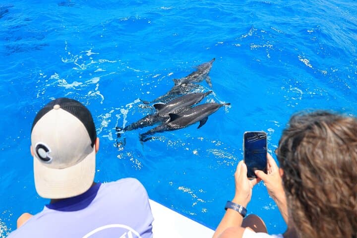 Kona Dolphin Watching & Sea Turtle Snorkel — 2-Hour Afternoon Tour from Honokohau