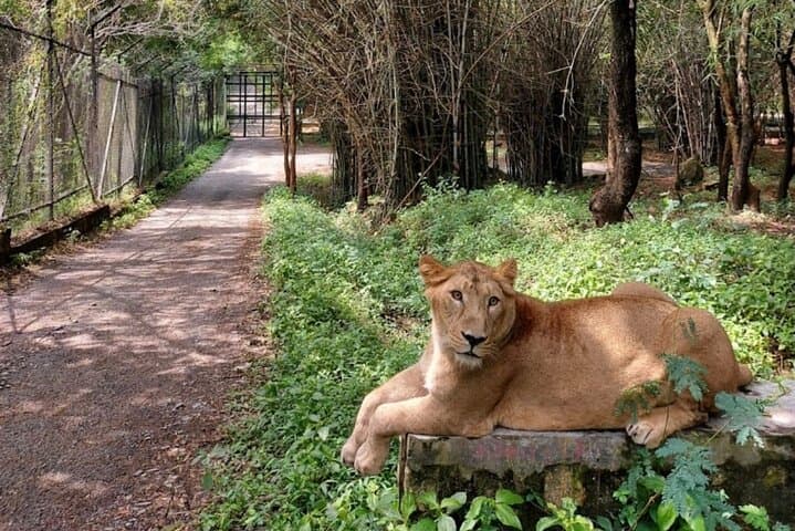 Bannerghatta Jeep Safari from Bangalore — Private Transfer & Wildlife Adventure photo 4