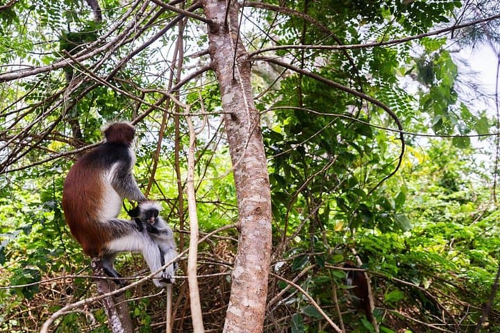 Prison Island & Jozani Forest: Zanzibar Day Tour to Tortoises and Red Colobus photo 3