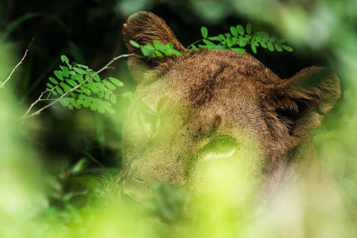 Selous Game Reserve Day Safari from Zanzibar — Fly-In Wildlife Day Trip photo 2