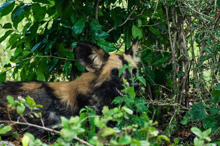 Selous Game Reserve Day Safari from Zanzibar — Fly-In Wildlife Day Trip photo 6