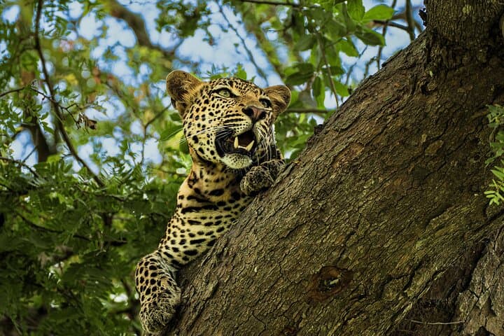Zanzibar to Mikumi: Full-Day Air Safari with Bush Lunch photo 3