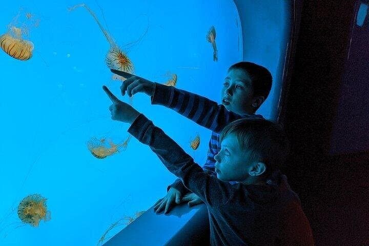 Burj Khalifa & Dubai Aquarium Combo: Skip-the-Line Views and Underwater Wonders photo 2