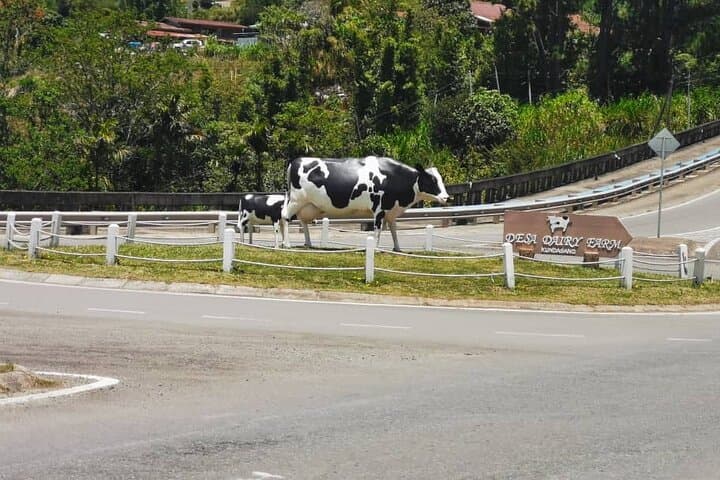 Kinabalu Park & Poring Hot Springs Private Day Tour — Explore Sabah’s Highlands photo 2