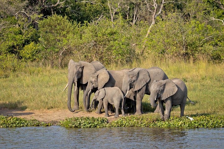 10-Day Uganda Wildlife and Primate Trekking Safari — Gorillas, Chimps & Game Drives photo 1