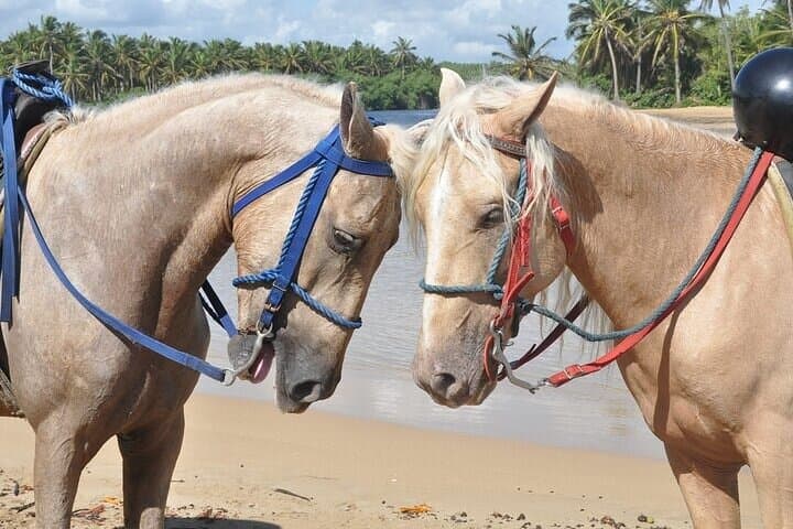 Punta Cana Horseback Riding at Macao Beach — Sunset Coastal Ride photo 6