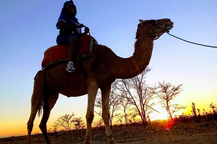 Sunset Camel Ride in Marrakech Palm Grove — Evening Camel Trek and Tea