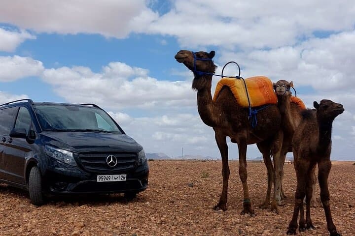 Sunset Camel Ride in Marrakech Palm Grove — Evening Camel Trek and Tea photo 4