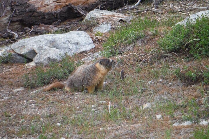 Yosemite High Country Adaptive Tour: Accessible Tioga Pass Scenic Drive & Photo Stops photo 4