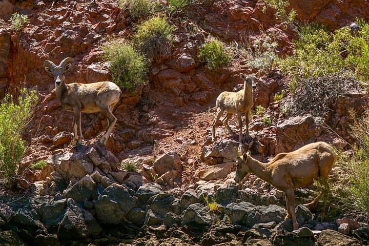 Black Canyon Narrows Full-Day Kayak & Hike — 8-Mile Advanced Colorado River Adventure photo 4