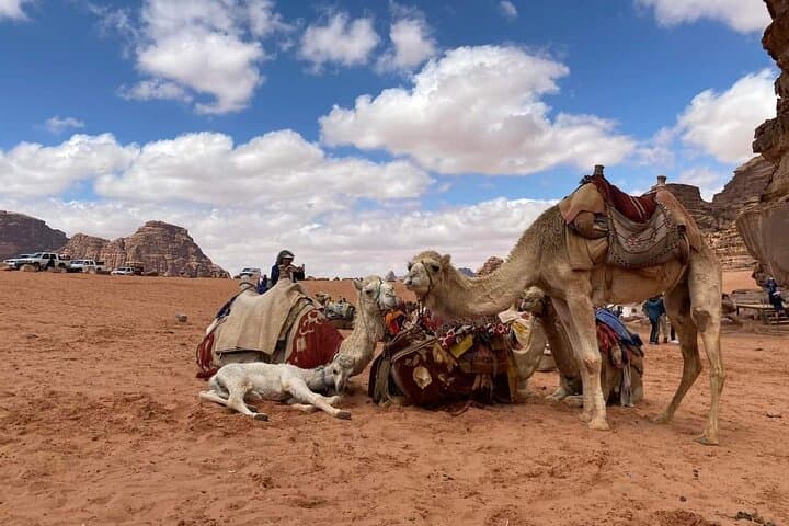 Wadi Rum Overnight Jeep Tour and Bedouin Camp — Full-Day Desert Adventure photo 3