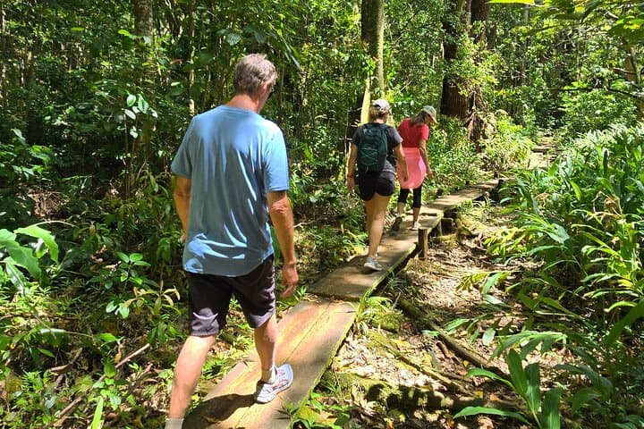 Manoa Valley Volcanic Rainforest Hike — Guided Oahu Adventure