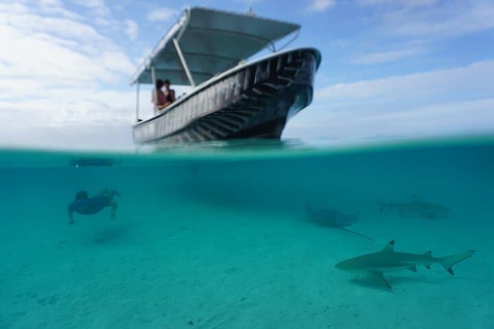 Moorea Private Lagoon Snorkeling: Stingrays, Sharks & Sea Turtles photo 2