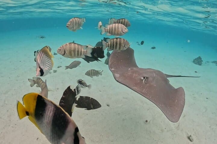 Moorea Private Lagoon Snorkeling: Stingrays, Sharks & Sea Turtles photo 3