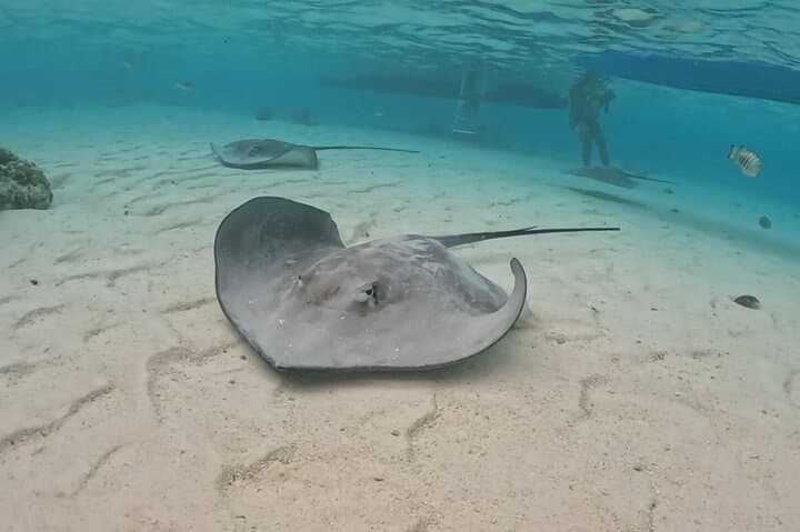 Moorea Private Lagoon Snorkeling: Stingrays, Sharks & Sea Turtles photo 4